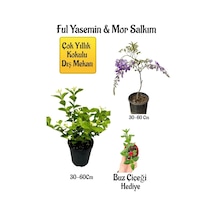 Kokulu Ful Yasemin Çiçeği+mor Salkım Ağacı Fidanı Buz Çiçeği Peyzaj Seti