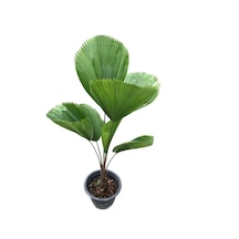 Licuala Grandis (Yelpaze Palmiyesi) Ø17 CM Y60-70 CM