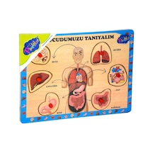 287/288 Onyıl. Ahşap Tutmalı Vücudumuzu Tanıyalım