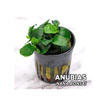 Anubias Nana Bonsai Saksı Canlı Bitki Diğer