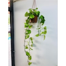 Potos Sarmaşığı Fidanı 10-20 Cm