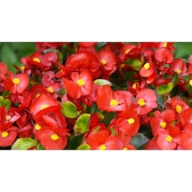 Begonya Küçük Hanım Çiçeği 30-40 Cm Kırmızı Saksılı