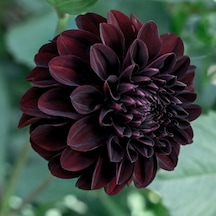 Bordo Siyah Çiçekli La Recoleta Dahlia Yumrusu 1 Adet