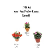 3'lü Set Kırmızı+ Koyu- Açık Pembe Karanfil Çiçeği Dış Mekan Bitkisi