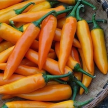 Doğal Bulgarian Carrot Hot Chili Biber Tohumu 10 Tohum