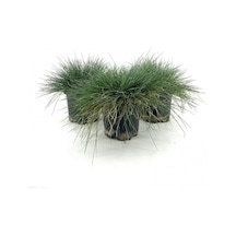 Serada Decor Plant Mavi Çim-saksıda-3 Adet