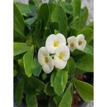 Ithal Beyaz Renkli 1 Adet Milli Dikenler Tacı Çiçeği Fidanı 15-30cm Saksılı Euphorbia