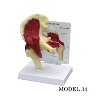 Kalça Eklemi Maketi Kas. Tendon Eklem Modeli Model 34