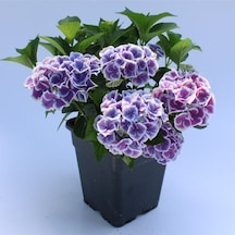 Ithal Mavi Tivoli Ortanca Çiçeği Fidanı 25-45 Cm Saksılı Çiçekli Bodur Blue Hydreangea