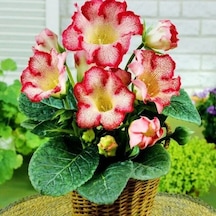 Gloksinya Tigrina Red Gloxinia Bardak Menekşesi Çiçeği Soğanı 1 Adet