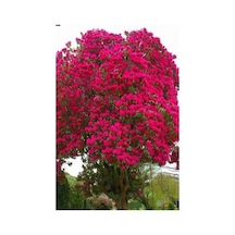 Kırmızı Oya Ağacı Fidanı 40-60cm Saksılı/tüplü