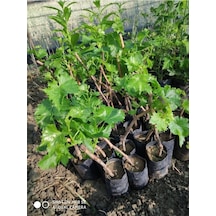 Sultaniye Üzüm Fidanı Tüplü 10-30 Cm