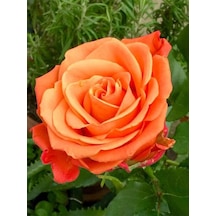 Videolu Yediveren Kokulu Turuncu Renk 50 80 Cm Saksılı Aşılı Gül Fidanı Orange Rose