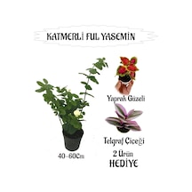 Mis Kokulu Katmerli Ful Yasemin 1 Adet+yaprak Güzeli-telgraf Çiçeği Hediyeli