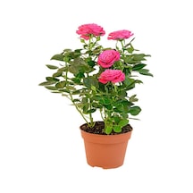 Videolu Gül Yoğun Kokulu Pembe Renkli 40 50 Cm 1 Adet Saksılı Aşılı Gül Pink Rose