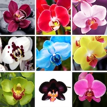 25 Adet Karışık Renk Orkide Tohumu + 10 Adet HGül Tohumu N114312