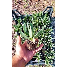 Kaz Ayağı Çiçeği Carpobrotus Acinaciformis Yer Örtücü Bitki