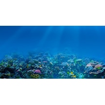 Kanki Pet 125 cm KP1256309 Akvaryum Arka Fon Yapıştırma 125x63 cm