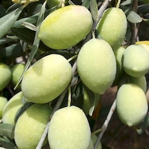 Sofralık Ve Sıkımlık Tüplü Memeli Sivri Zeytin Fidanı