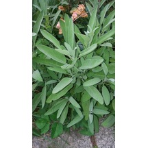 Adaçayı Fidanı Salvia Officinalis 15 20 Cm