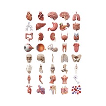 Anatomi Sticker Seti 3d Gerçekçi 40 Adet Organ İskelet Tıp Öğrencisi Ajanda Çıkartma Çok Renkli