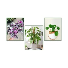 Pilea & Pembe Telgraf(Nanouk) & Delkli Deva Tabanı(Monstera Adons