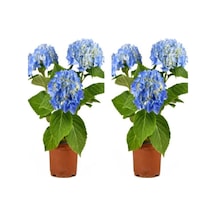 Videolu 2 Adet Mavi Çiçekli Ortanca Fidanı 30-55 Cm Tüplü Çiçekli Bodur Bitkiler Blue Hydrangea