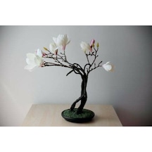 Magnolia Bonsai Ağacı Tohumu 3 Adet
