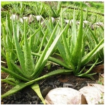 Serada Decor Plant Bol Yavrulu Aloe Vera Çiçeği Bitkisi Cilt İçin Uygun Sırrısabır Bitkisi