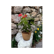 Dekoratif Jüt Hasır Saksılık Havluluk Organizer 20x20 Cm Kırçıl Kırçıl