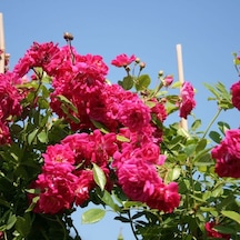 Serada Decor Plant Pembe Sarmaşık Gül Fidanı Kokulu Tüplü 1. Kalite 90-140 Cm