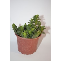 Callisia Navicularis Sukulent Tekli 5,5 Cm Saksıda