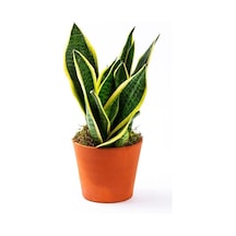 Serada Decor&plant Paşa Kılıcı Sansevaria Peygamber Kılıç Çiçeği 45-55 Cm
