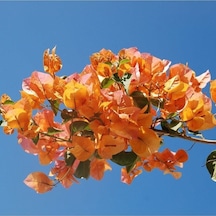 1 Adet Kayısı Renk Begonvil Çiçeği Fidanı 60-110cm Çiçekli Bodur Bitkiler Apricort Bougainvillea