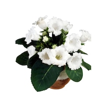Mont Blanc Gloxinia Gloksinya Bardak Menekşesi Çiçeği Soğanı 1 Adet