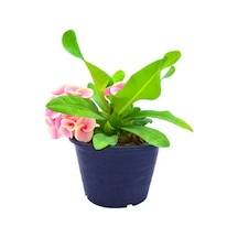 İthal Dikenler Tacı Çiçeği 1 Adet Saksılı 20-40 Cm Euphorbia Milii