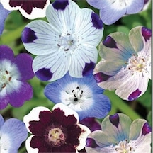 10 Adet Natural Flower Baby Eyes Mix Tohumu