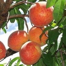3 Yaş Aşılı Şeftali Fidanı Vista Rich, Torbada