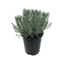 Saksılı Lavanta Fidanı 1 Adet 30-40 Cm Lavandula Intermedia