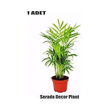 Areka Palmiyesi Ev Ofis Salon Bitkisi Chamaedorea 8cm'lik Saksıda