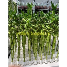 Şans Bambusu Spiral 5'li Paket 50cm
