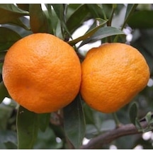 Bitkifidan 5 Yaş Aşılı Satsuma Mandalina Fidanı