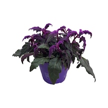 Gynura Aurantiaca (Mor Kadife Çiçeği) Ø14 CM Y20-25 CM