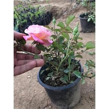 Yediveren Pembe Gül Fidesi Fidanı 15-25 Cm