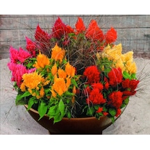 100+ Adet Celosia Bitkisi TohumuHoroz İbiği Bitkisi Rengarenk P