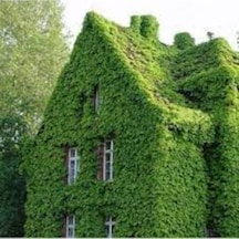 20 Adet Tohum Amerikan Yeşil Sarmaşık İri Yapraklı Villa Sarmaşığı Tohumu