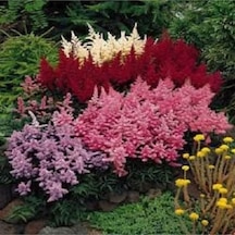 30 Adet Mıxed Colors Astılbe Bunter Tohumu