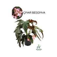 Pembe Çiçekli Çınar Begonya Çiçeği 1 Adet Saksılı 30-40cm