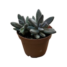 Pachyphytum 'Captain Jessop' (Sukulent) Ø15 CM Y20-25 CM