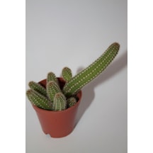 Yılan Kaktüs - Chamaecereus Silvestrii Tekli 5.5 Cm Saksıda